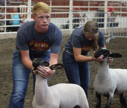 sheep 5.jpg